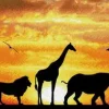 African Sky Diamond Dotz