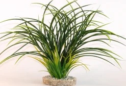 Fan grass 30 cm