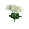Hortensia Iana